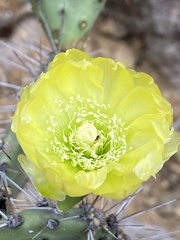 Opuntia caracassana
