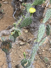 Opuntia caracassana