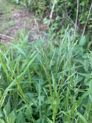 Sphenopholis intermedia