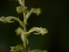 Habenaria furcifera