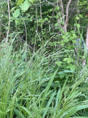 Sphenopholis intermedia