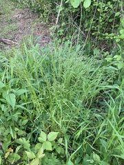 Sphenopholis intermedia