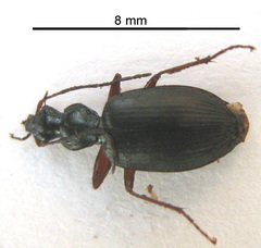 Platyninae