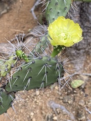 Opuntia caracassana