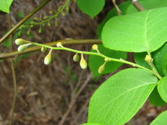 Styrax obassia