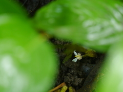 Stachyphrynium spicatum