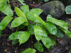 Stachyphrynium spicatum