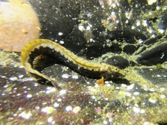High Cockscomb photo 3
