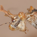 Sibyllid Mantises - Photo (c) Jaunne-Marelize Van Tonder, some rights reserved (CC BY-NC), uploaded by Jaunne-Marelize Van Tonder