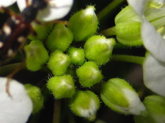 Cardamine leucantha