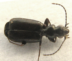 Microlestes