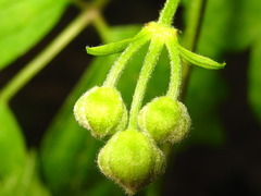 Clematis trichotoma