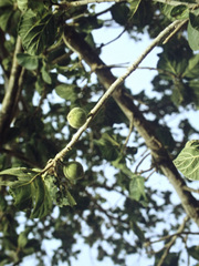 Ficus platyphylla