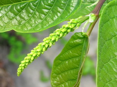 Neoshirakia japonica
