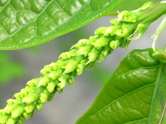 Neoshirakia japonica
