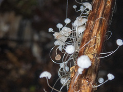 Mycena albidocapillaris