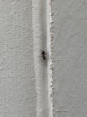 Crematogaster cerasi