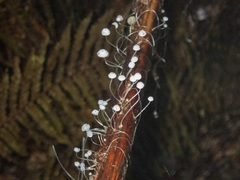Mycena albidocapillaris