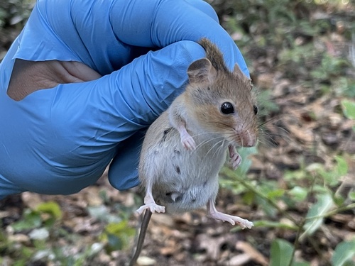 Golden Mouse