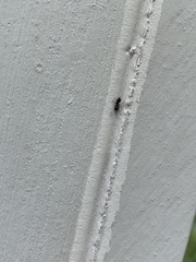 Crematogaster cerasi