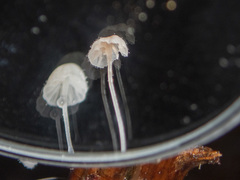 Mycena albidocapillaris