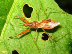 Gorpis brevilineatus