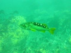 Sebastes serranoides