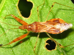 Gorpis brevilineatus