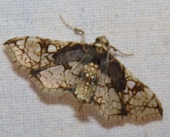 Omphisa anastomosalis
