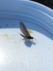 Ephemerella excrucians