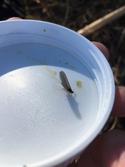 Ephemerella excrucians