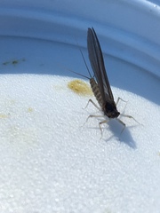 Ephemerella excrucians
