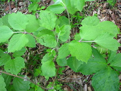 Clematis heracleifolia