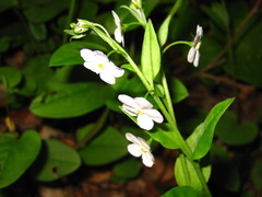 Trigonotis radicans sericea