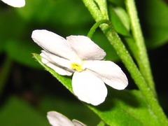Trigonotis radicans sericea