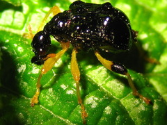 Phymatapoderus flavimanus
