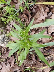 Lithospermum latifolium