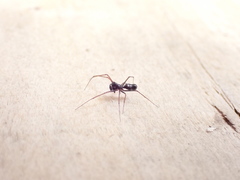 Microlinyphia mandibulata