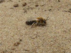 Andrena barbilabris