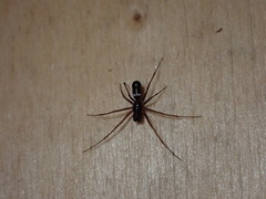 Microlinyphia mandibulata