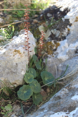 Umbilicus horizontalis