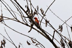 Euplectes hordeaceus