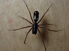 Microlinyphia mandibulata