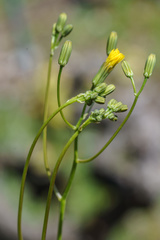 Crepis pulchra