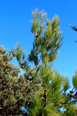 Pinus brutia