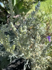 Artemisia pycnocephala