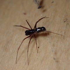 Microlinyphia mandibulata