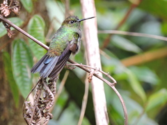 Haplophaedia aureliae
