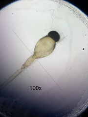 Pilobolus crystallinus