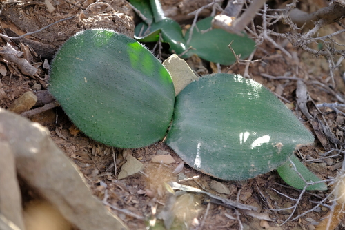 Nuweveld Hedgehog Lily (Massonia dentata)